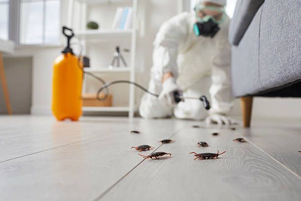 Post-Treatment Bed Bug Interceptor Monitoring in Pearsall